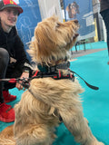 Viva - GPS 4G pour chien | Suivi en temps réel & abonnement remboursé